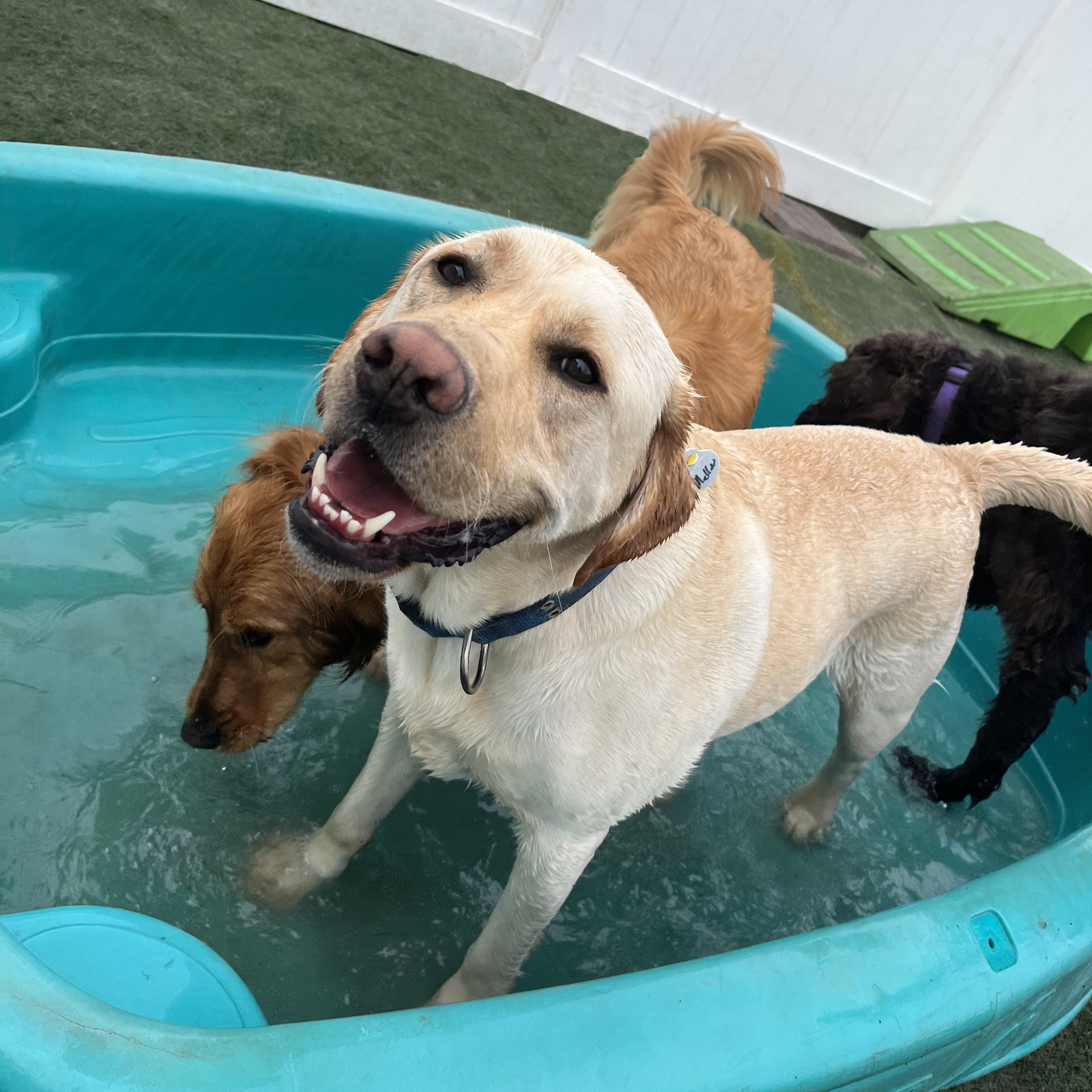 doggie daycare pool