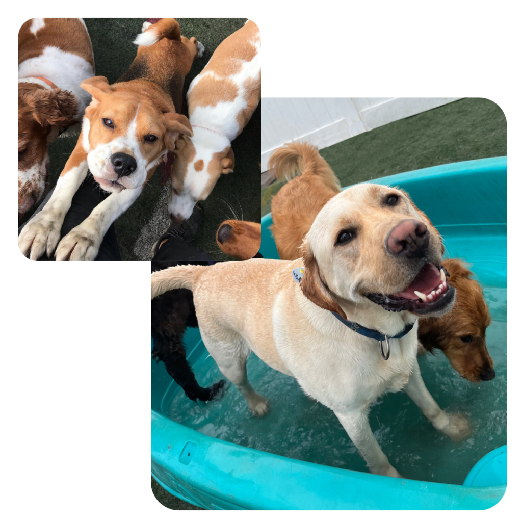 daycare dogs playing